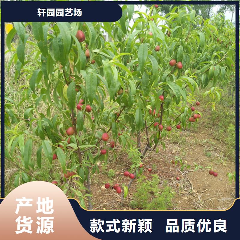 桃无花果苗产品细节