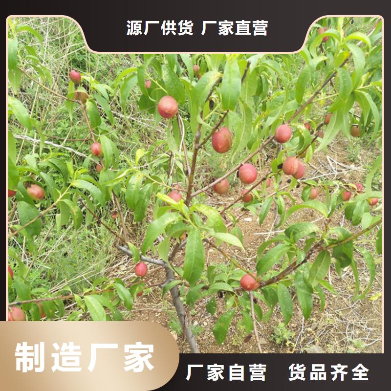 玛瑙红石榴苗轩园桃-【北美冬青】用心制造