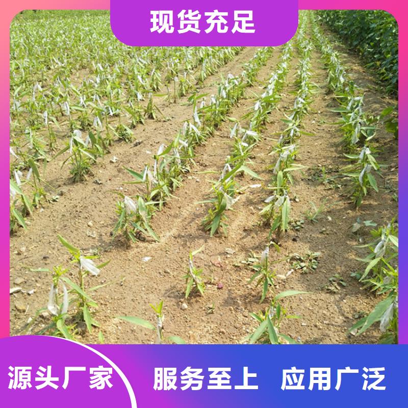 玛瑙红石榴苗视频-玛瑙红石榴苗(轩园)覆盖地域江苏省盐城市亭湖|阜宁|常州|南通|苏州|徐州|扬州|镇江|无锡