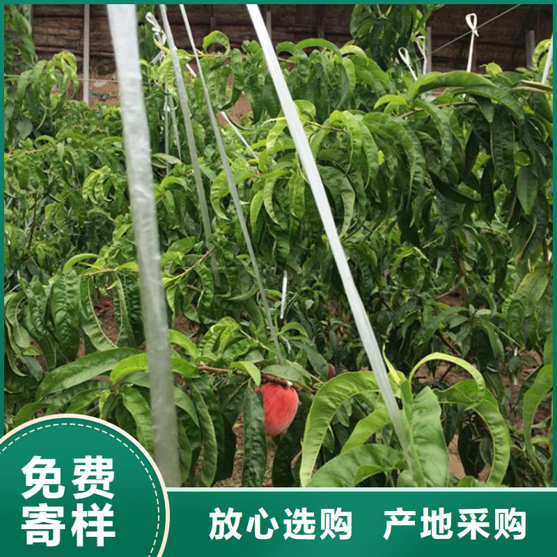 桃无花果苗产品细节