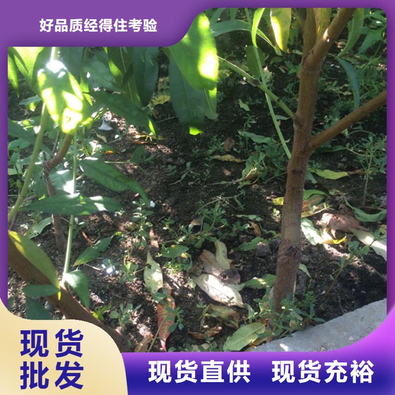 桃【蓝莓苗】选择大厂家省事省心