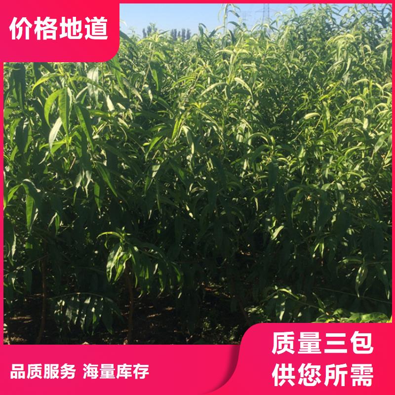 玛瑙红石榴苗视频-玛瑙红石榴苗(轩园)覆盖地域江苏省盐城市亭湖|阜宁|常州|南通|苏州|徐州|扬州|镇江|无锡