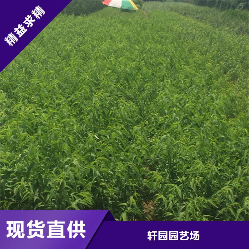 玛瑙红石榴苗轩园桃-【北美冬青】用心制造