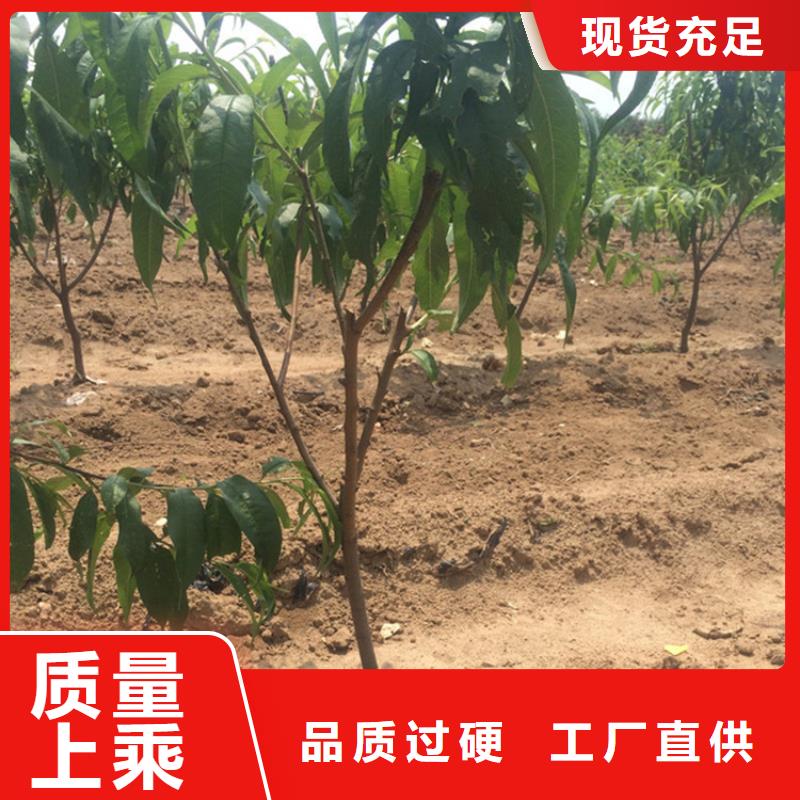 玛瑙红石榴苗视频-玛瑙红石榴苗(轩园)覆盖地域江苏省盐城市亭湖|阜宁|常州|南通|苏州|徐州|扬州|镇江|无锡
