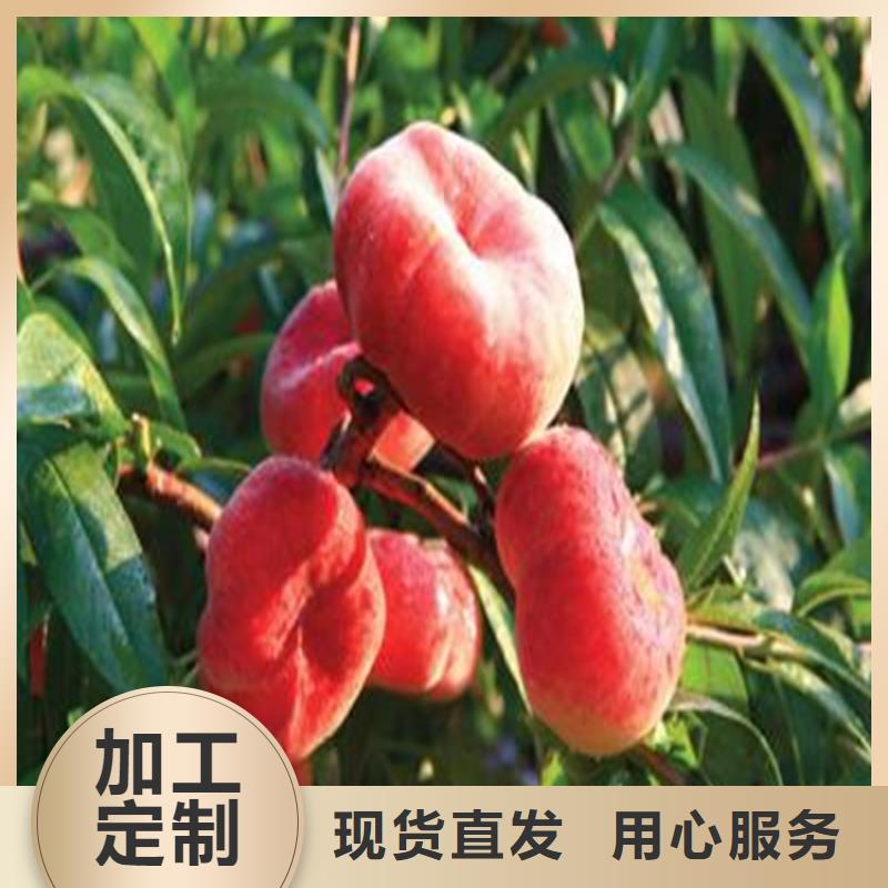 桃苹果苗优选厂商
