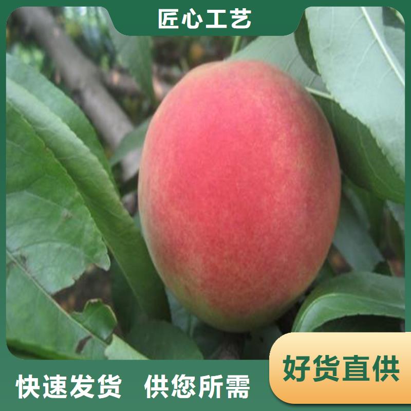 桃樱桃苗自产自销
