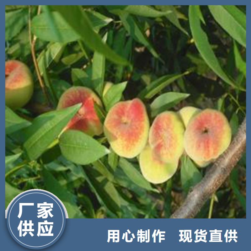 桃石榴树48小时发货