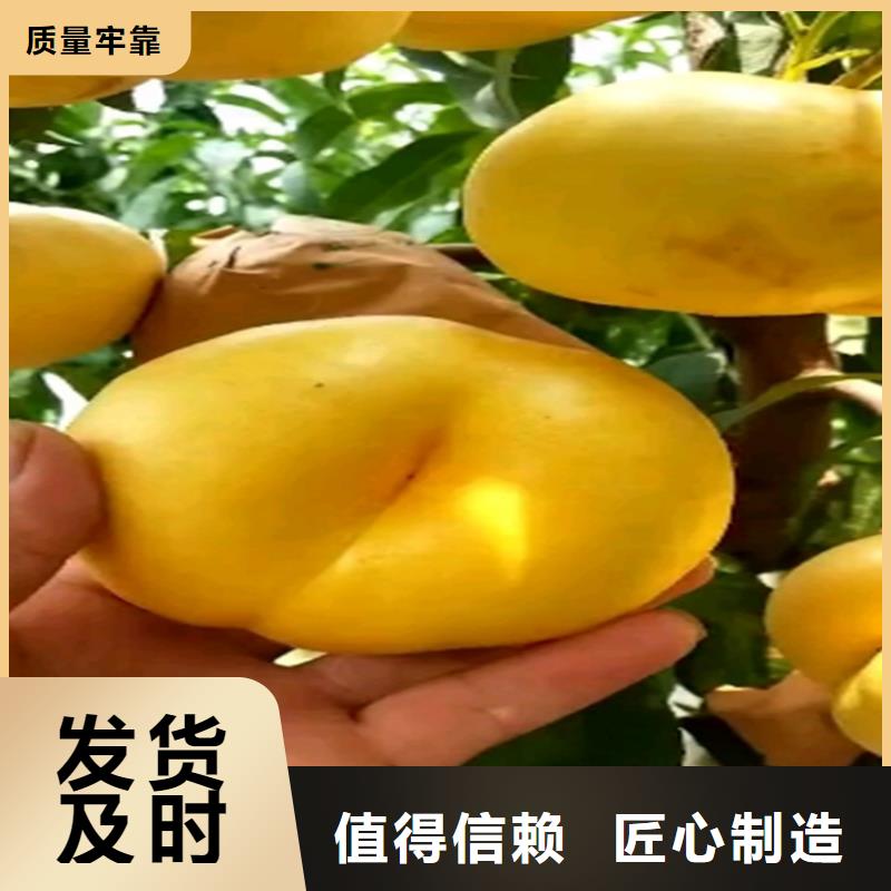 玛瑙红石榴苗视频-直辖澳门轩园玛瑙红石榴苗可服务区域等