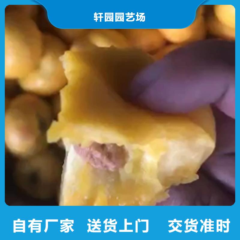 桃樱桃苗质量好