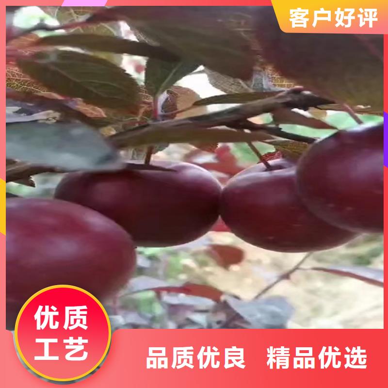 李子-蓝莓苗免费询价
