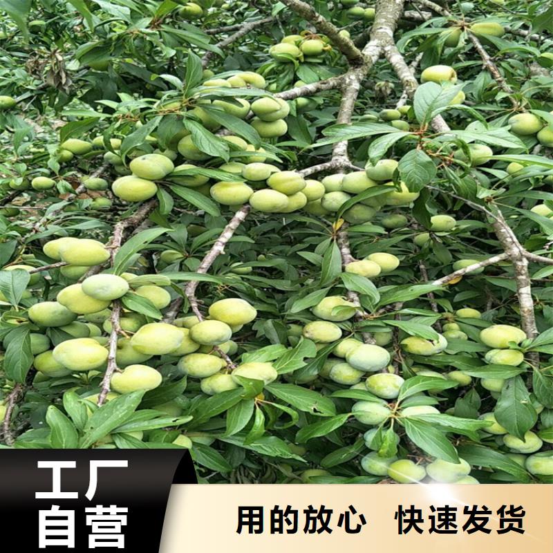 李子樱桃苗型号全价格低