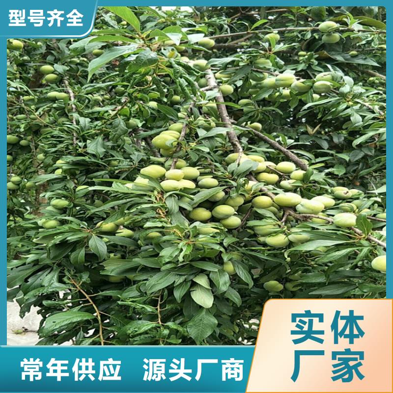 玛瑙红石榴苗视频-玛瑙红石榴苗-辽宁省阜新市同城供应商-细河|彰武|锦州|大连|葫芦岛|丹东|铁岭