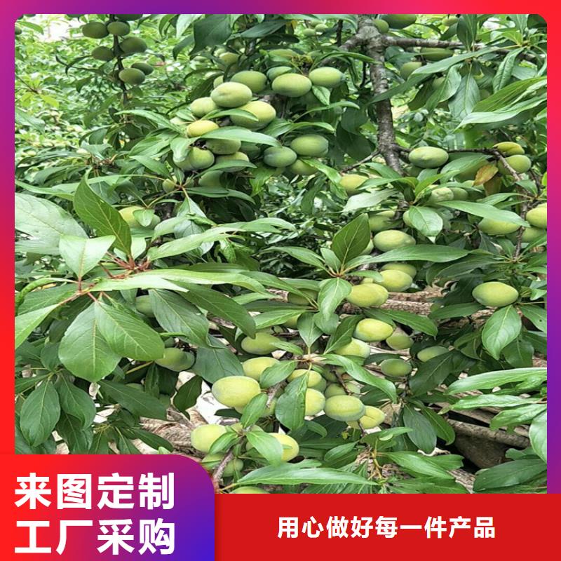 【李子苹果苗满足客户需求】