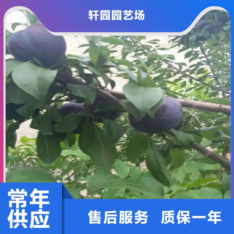 李子桃树苗质量为本