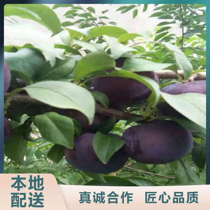 李子樱桃苗当地厂家值得信赖