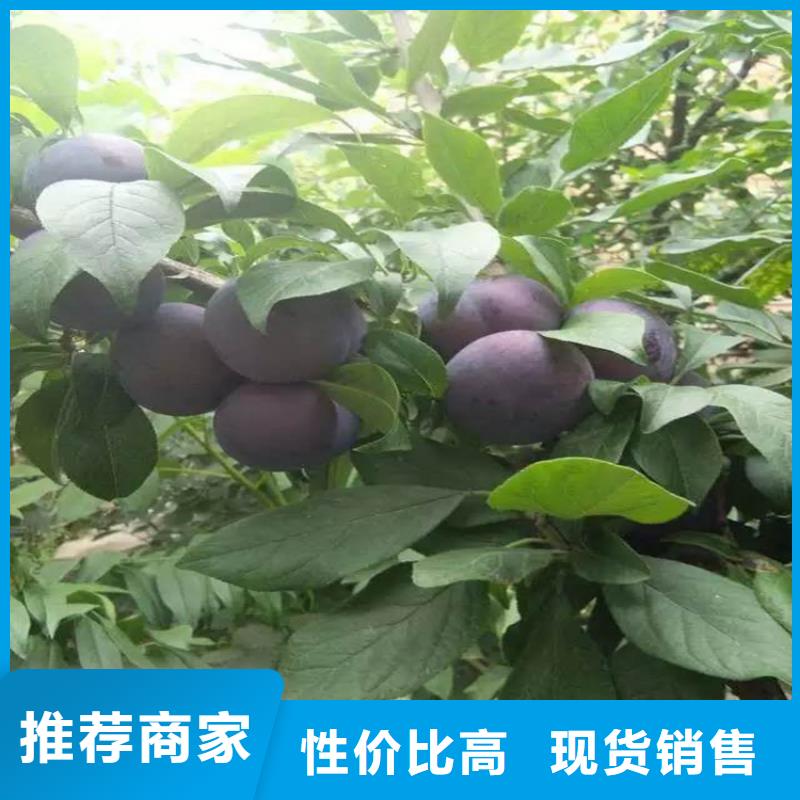 轩园李子【桃树苗】来图定制量大从优-业务覆盖区域|新荣|矿区|长治|临汾|太原|忻州|吕梁-阿奇乐乐