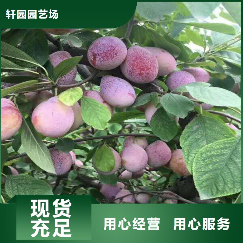 李子梨树苗甄选好物
