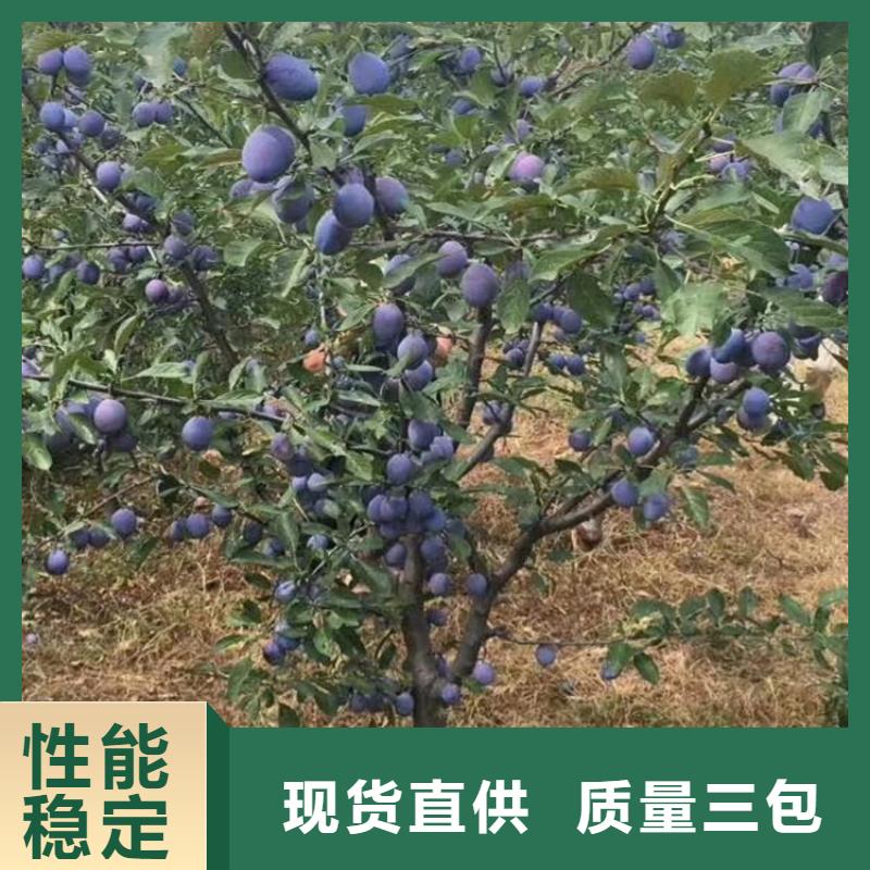 李子樱桃苗当地厂家值得信赖