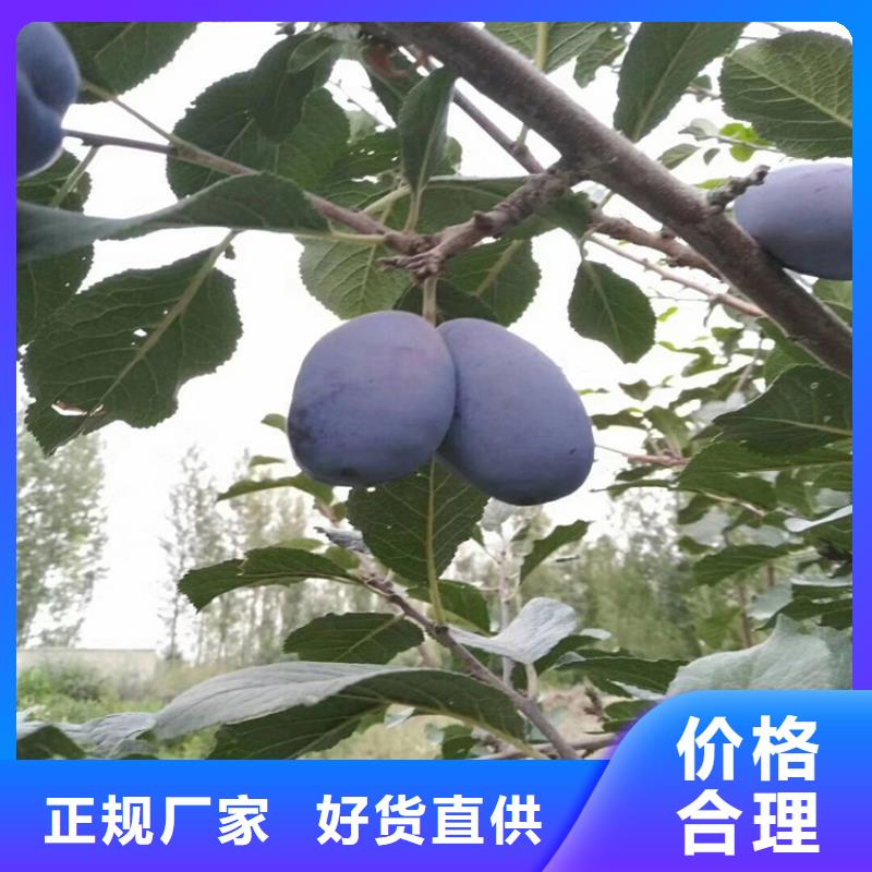 李子_樱桃苗厂家现货供应