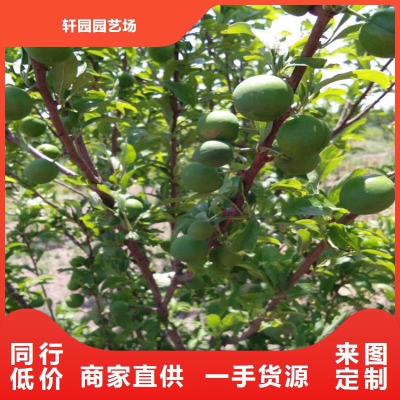 玛瑙红石榴苗视频-玛瑙红石榴苗-辽宁省阜新市同城供应商-细河|彰武|锦州|大连|葫芦岛|丹东|铁岭