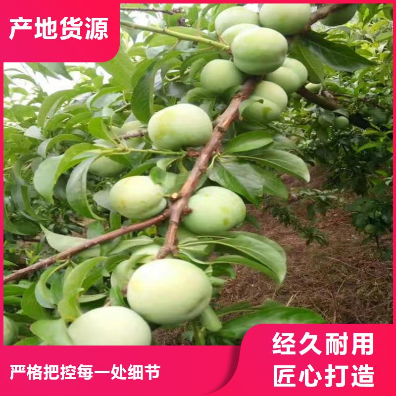 玛瑙红石榴苗视频-玛瑙红石榴苗-辽宁省阜新市同城供应商-细河|彰武|锦州|大连|葫芦岛|丹东|铁岭