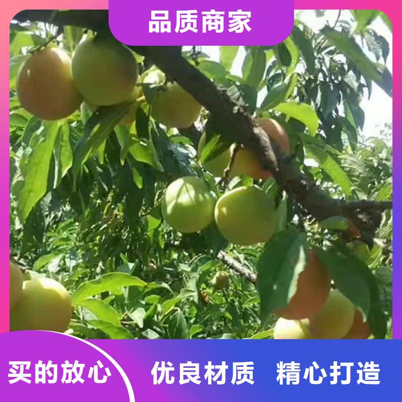李子苹果苗市场行情