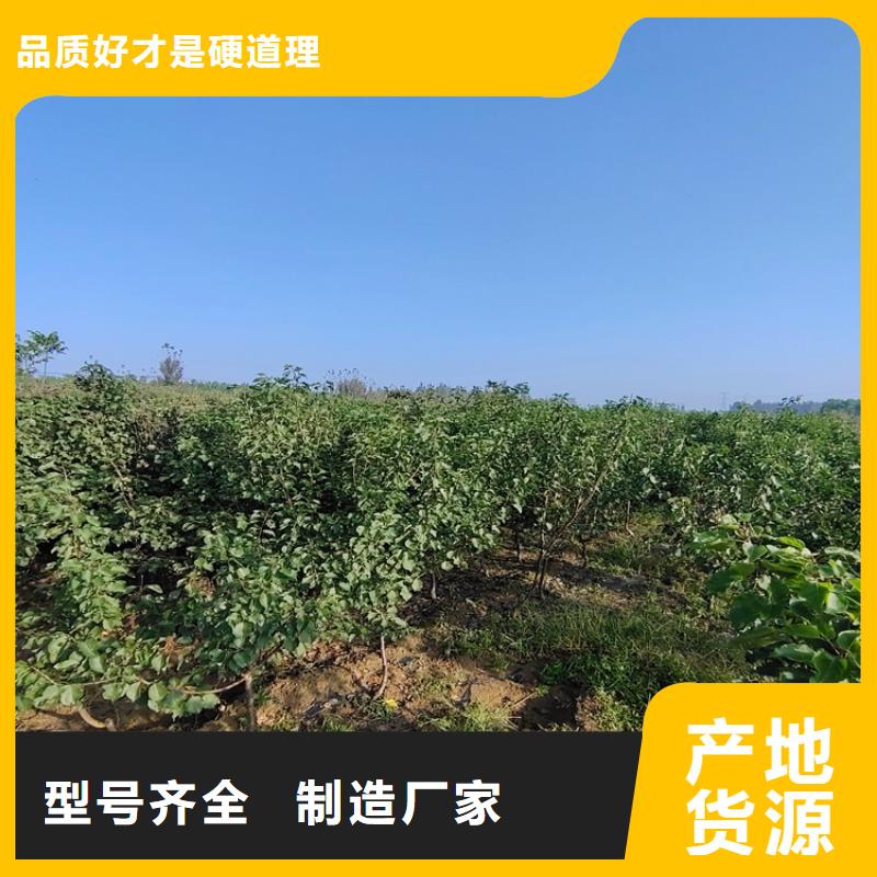 李子樱桃苗当地厂家值得信赖