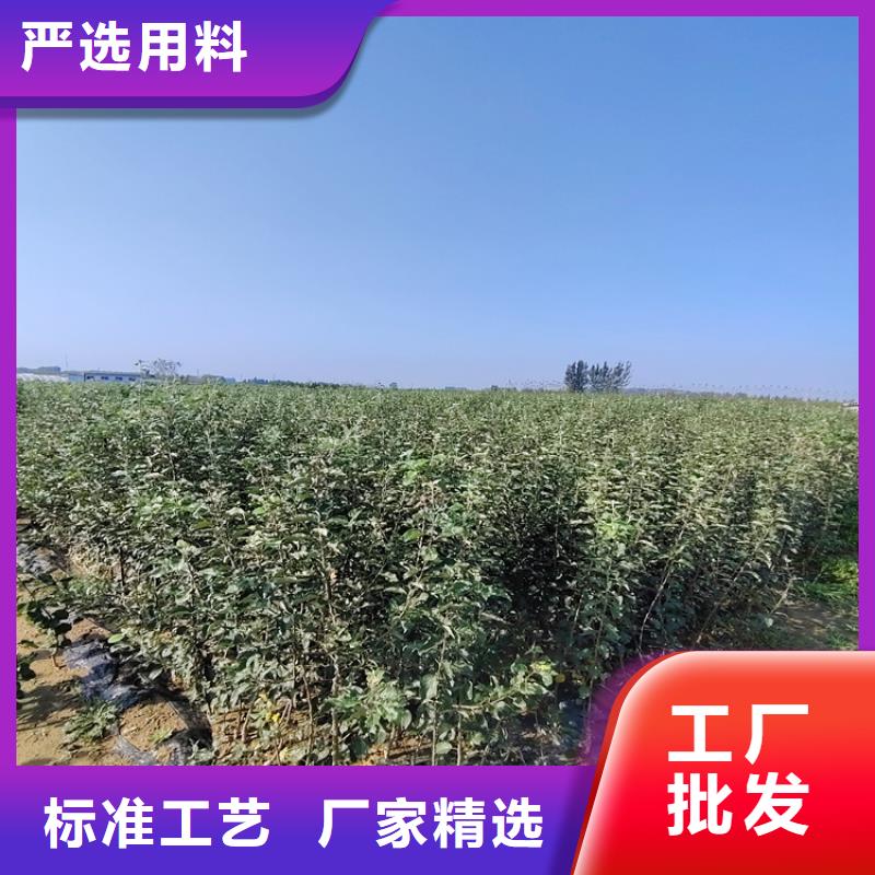 李子_苹果苗质量优选