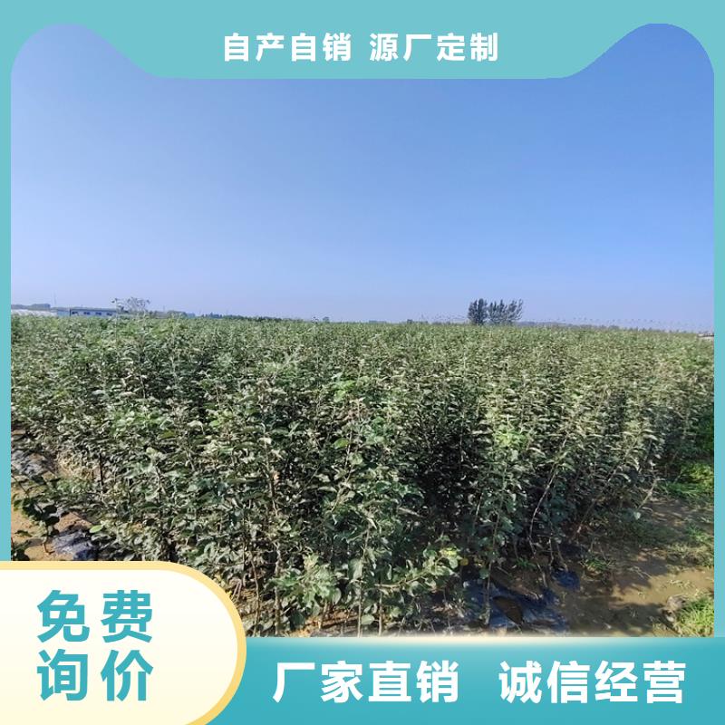 李子苹果苗客户信赖的厂家