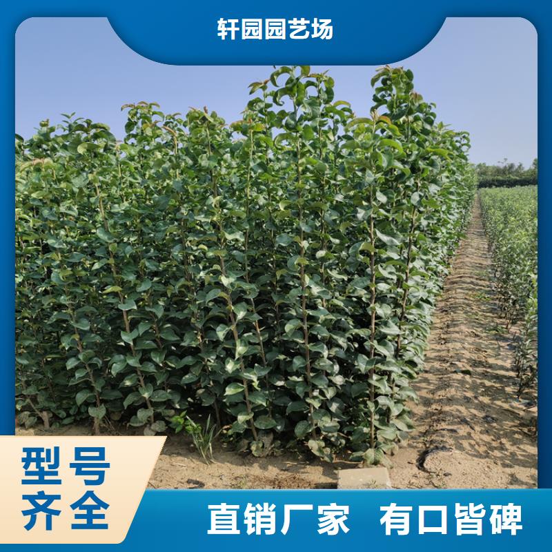 李子苹果苗市场行情