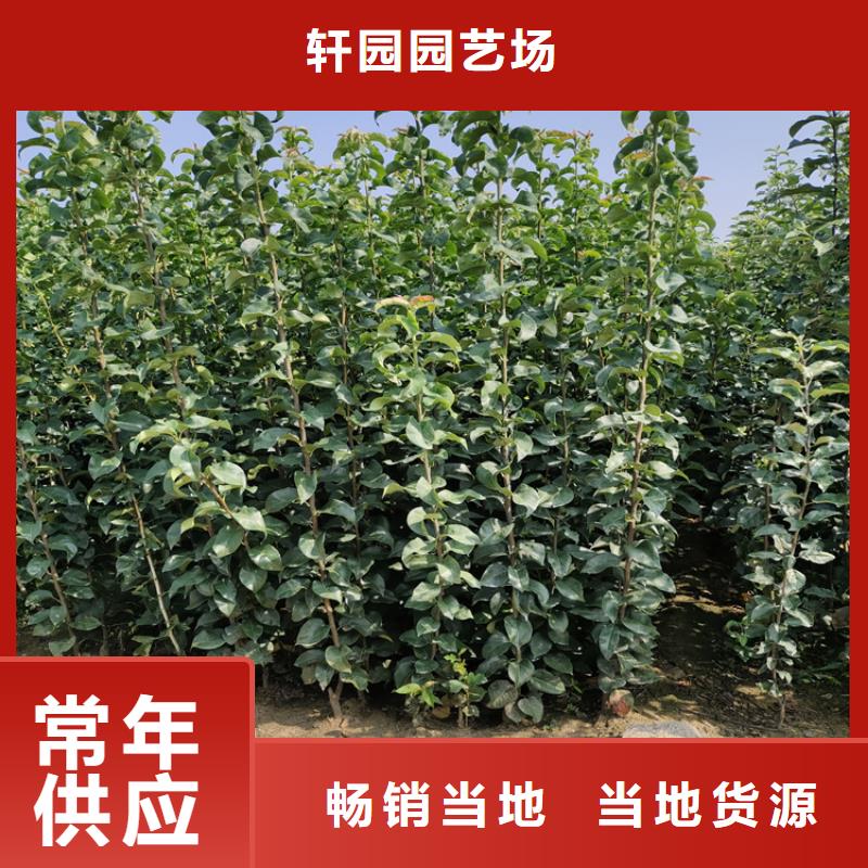 李子苹果苗市场行情