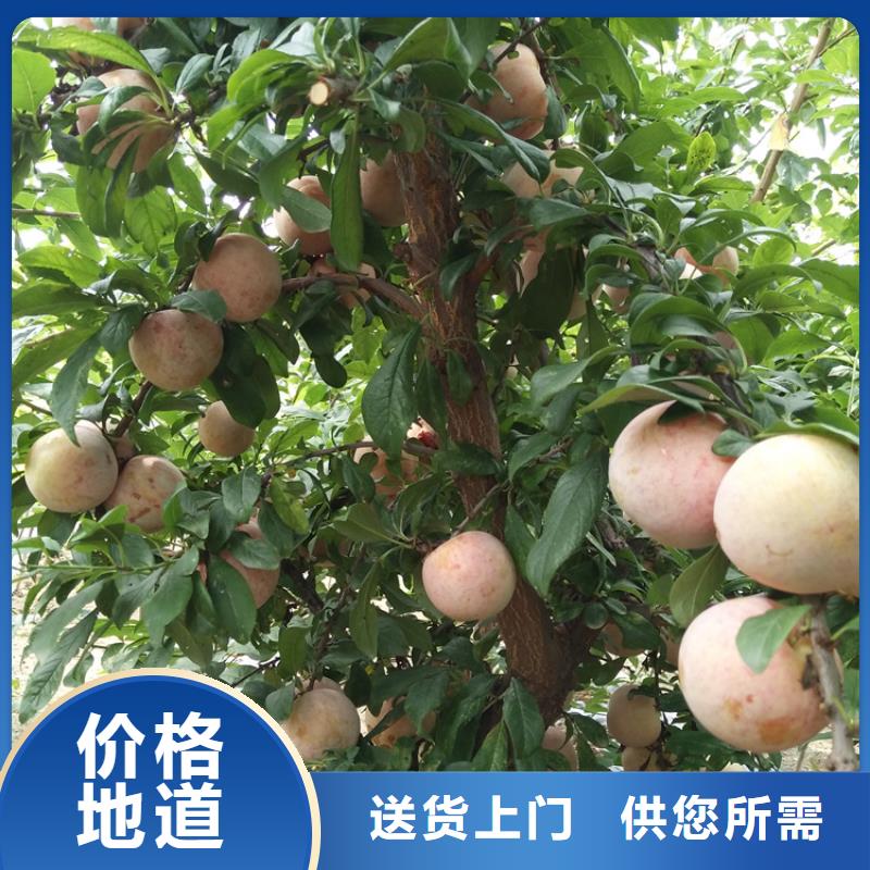李子樱桃苗当地厂家值得信赖
