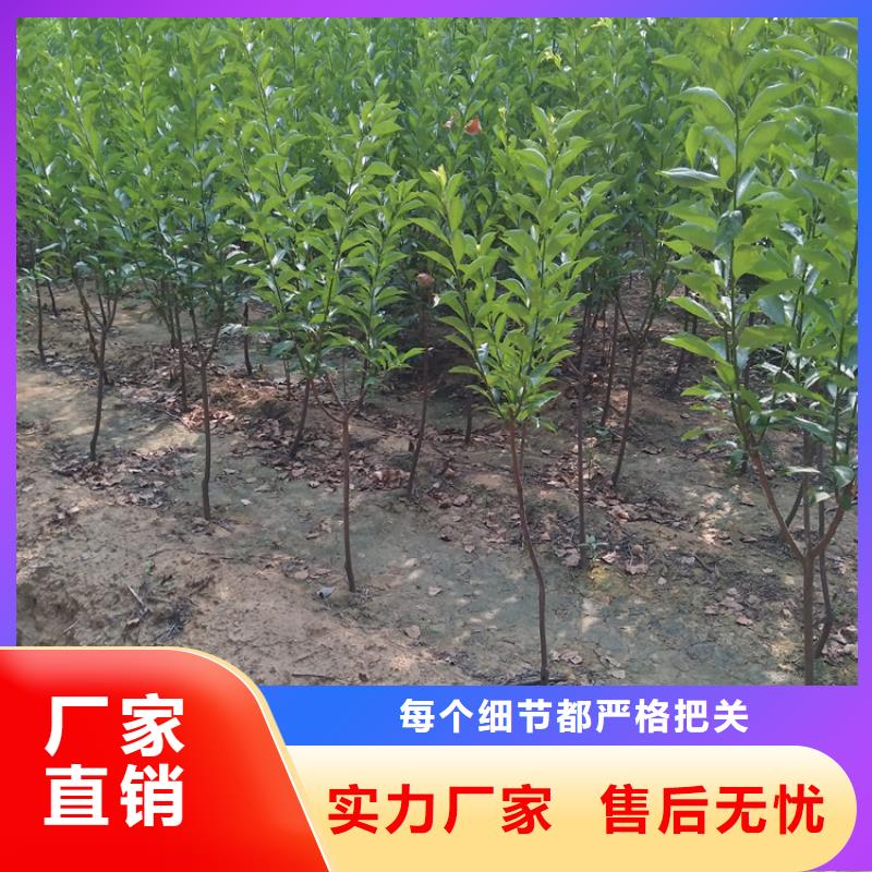 李子_樱桃苗厂家现货供应