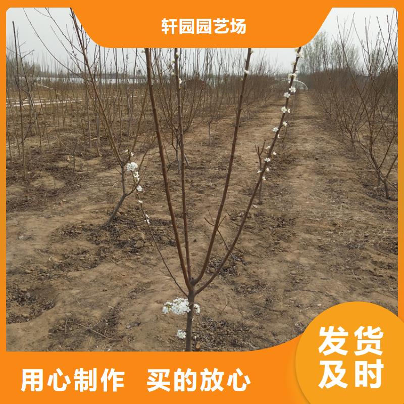 玛瑙红石榴苗视频-玛瑙红石榴苗-辽宁省阜新市同城供应商-细河|彰武|锦州|大连|葫芦岛|丹东|铁岭