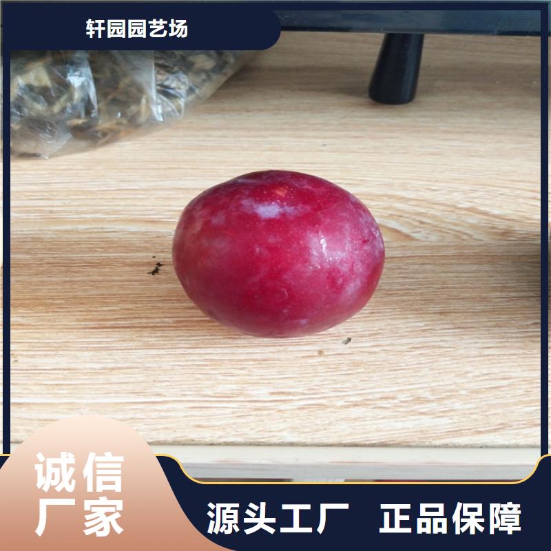 玛瑙红石榴苗视频-玛瑙红石榴苗-辽宁省阜新市同城供应商-细河|彰武|锦州|大连|葫芦岛|丹东|铁岭