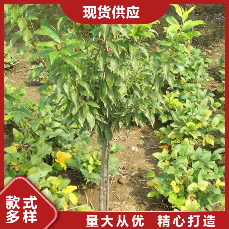 【李子葡萄苗型号全价格低】