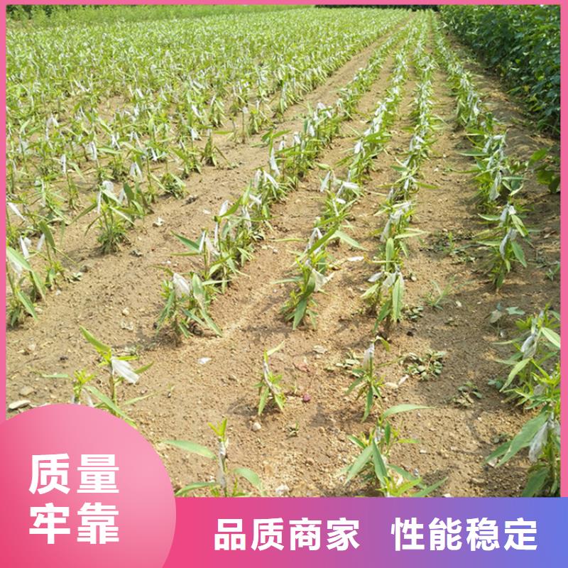 李子_红石榴苗基地品质优选