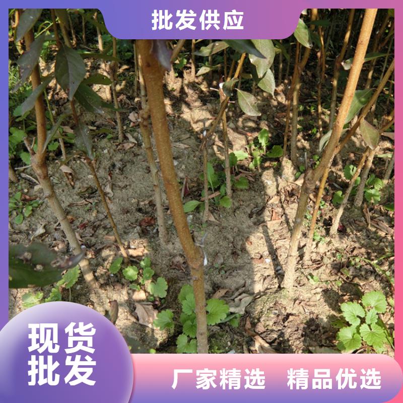 李子_樱桃苗厂家现货供应