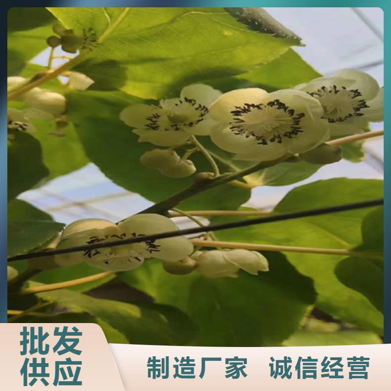 【猕猴桃】 杏树苗注重细节轩园玛瑙红石榴苗