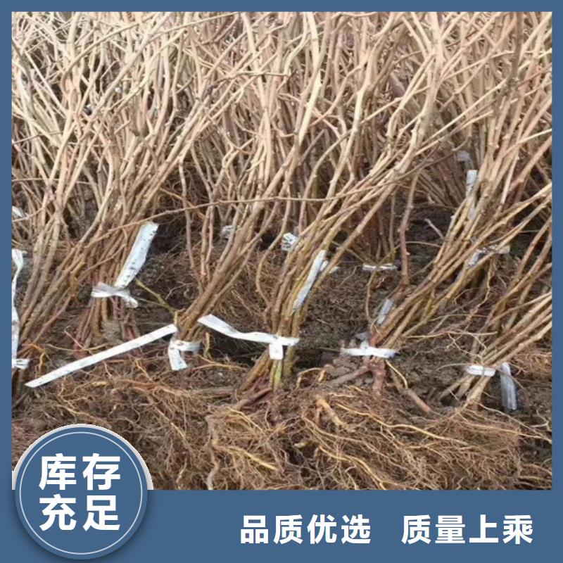 猕猴桃石榴树实地大厂