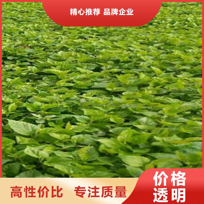 【猕猴桃】 杏树苗注重细节轩园玛瑙红石榴苗
