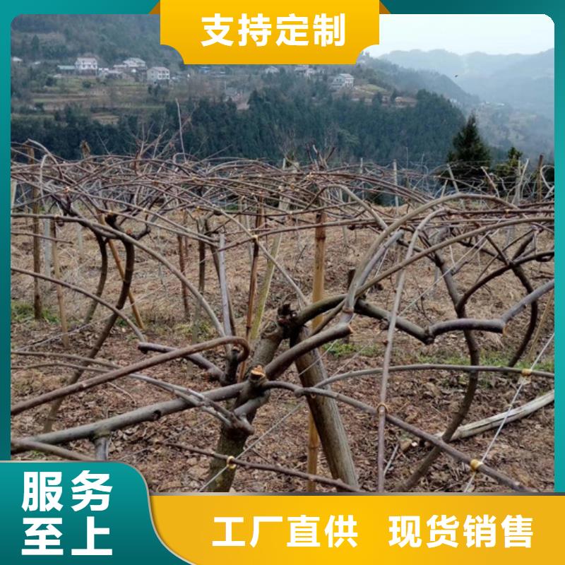 玛瑙红石榴苗-视频-徐州市玛瑙红石榴苗-轩园园艺场(徐州市分公司)服务区域睢宁|丰县|南京|无锡|宿迁|镇江|泰州|常州|淮安
