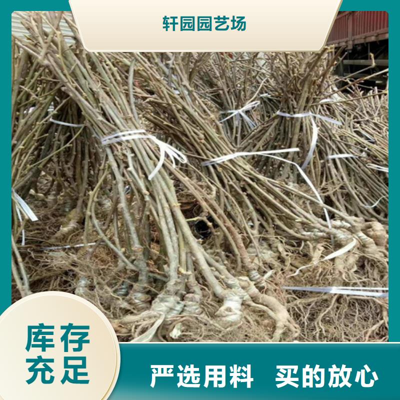 玛瑙红石榴苗-视频-徐州市玛瑙红石榴苗-轩园园艺场(徐州市分公司)服务区域睢宁|丰县|南京|无锡|宿迁|镇江|泰州|常州|淮安