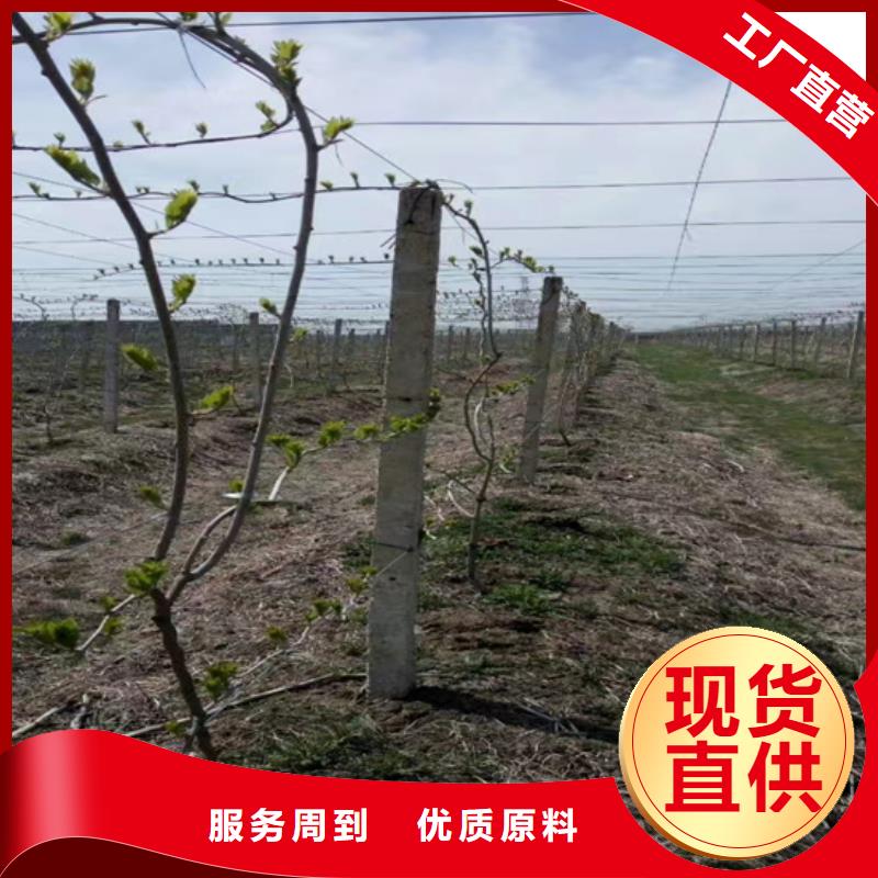 【猕猴桃】,蓝莓苗好品质售后无忧-服务区域包括广水|曾都|恩施|荆州|武汉|十堰|鄂州|咸宁|黄石等-产品视频
