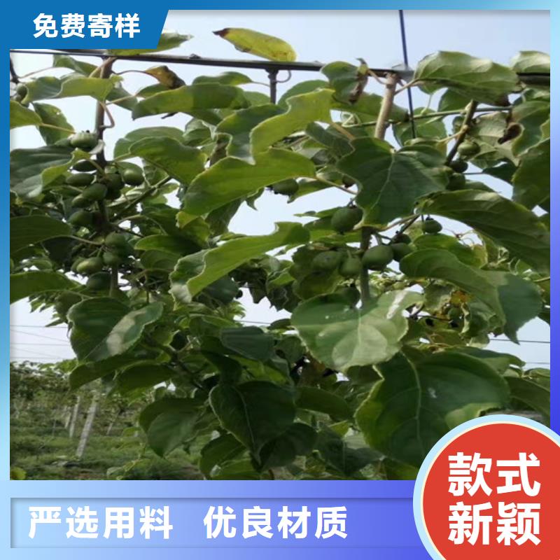 轩园【 猕猴桃_蓝莓苗按需定制真材实料】-业务覆盖区域|新沂|丰县|淮安|扬州|宿迁|无锡|连云港|苏州|南京-阿奇乐乐