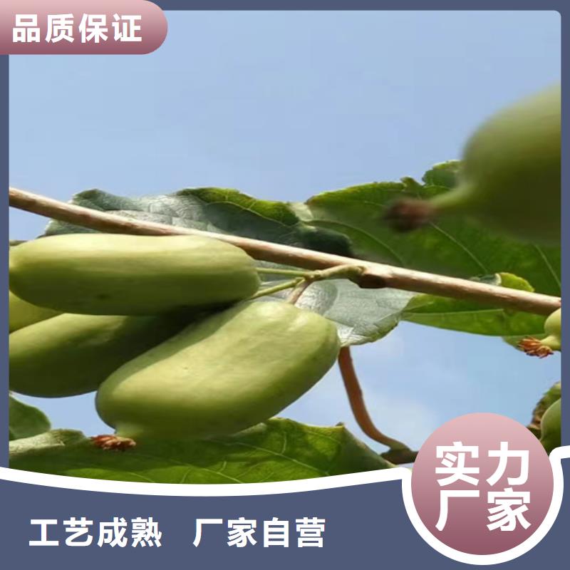 猕猴桃【苹果苗】产地源头好货
