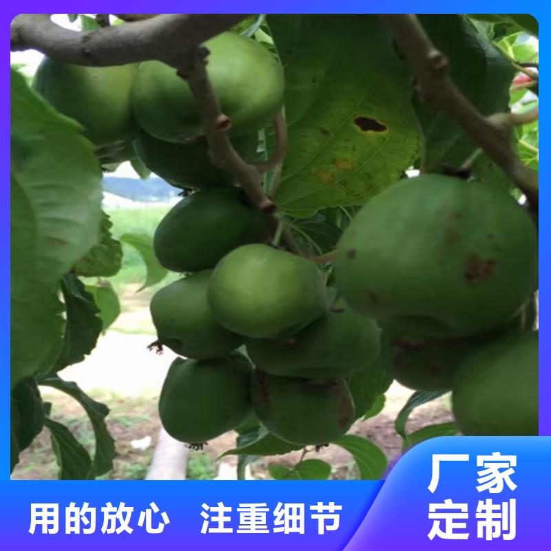猕猴桃石榴树实地大厂