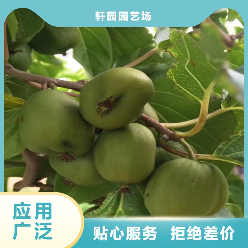 猕猴桃樱桃苗买的放心