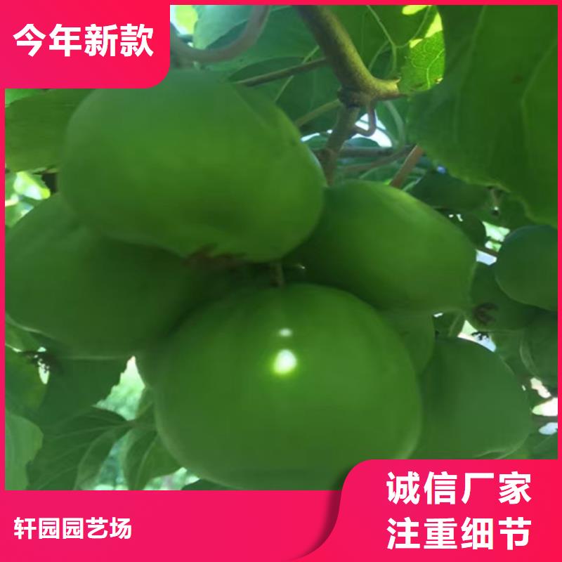 猕猴桃石榴树实地大厂