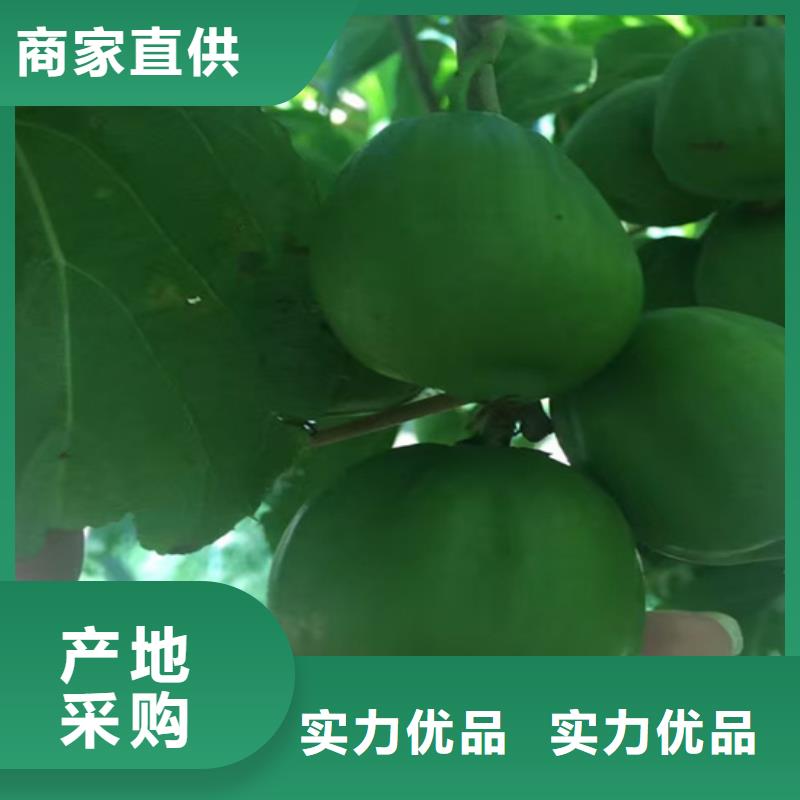 猕猴桃樱桃苗物流配送